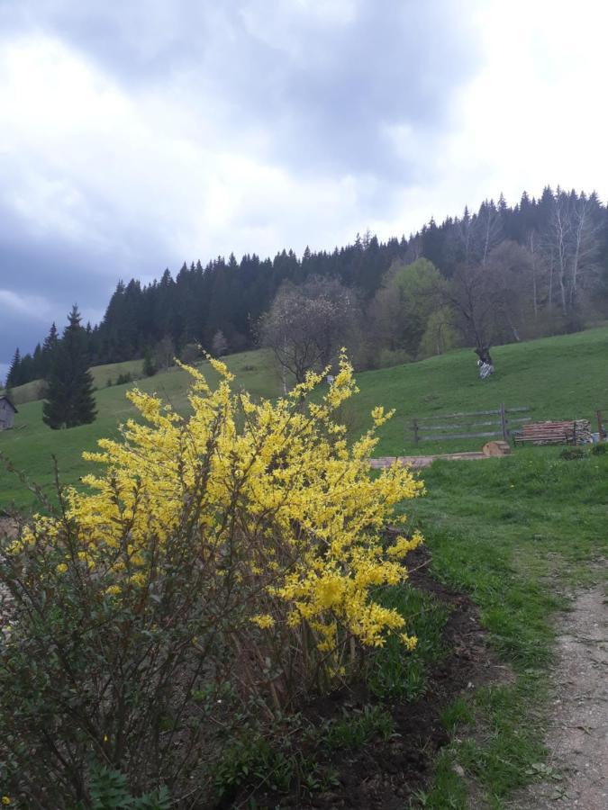 Pensión Pensiunea Casa Fierarul Din Bucovina